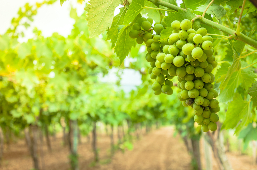 Falanghina, le vin emblmatique de la Campanie