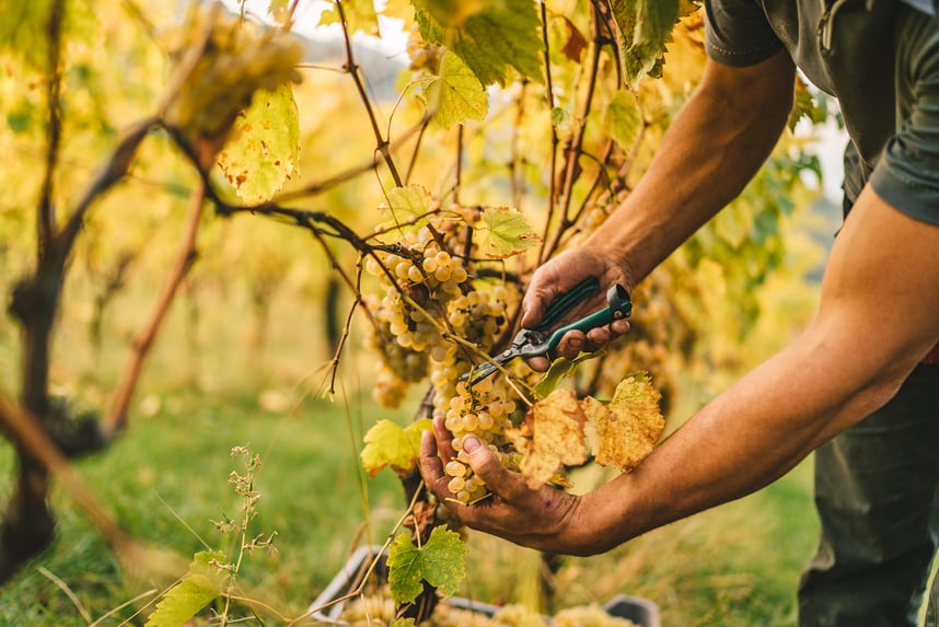 Septembre, le mois du raisin: c'est le début des vendanges Septembre, le mois du raisin: c'est le début des vendanges
