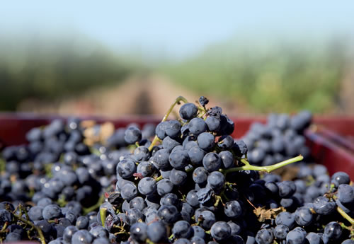 VENDANGES 2012